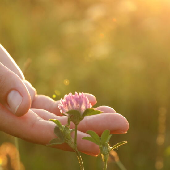 Hand in Wiese symbolisiert Gesundheit